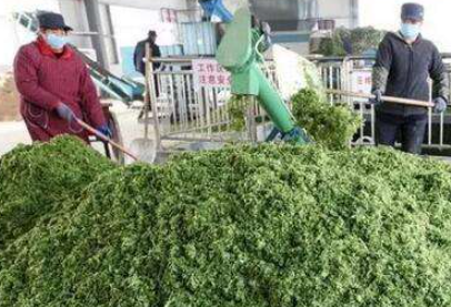 大量幾百噸廢棄菜葉回收利用生產(chǎn)工藝，果蔬垃圾廢菜葉怎么處理？